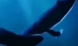 鲸鱼视频,探索海洋奥秘，畅游知识海洋